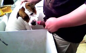 sex with animals, dog sex