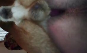 dog sex, sex with animals
