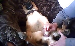 girl fucks animal, dog sex