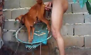 outdoors, gay bestiality