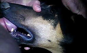 dog sex, animal fucking