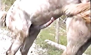 horse sex, animal fucking