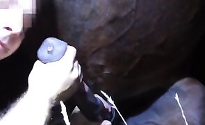 zoophiles, pony porn