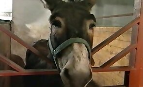 submissive, girl fucks animal