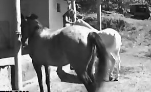pony porn, porn with animals