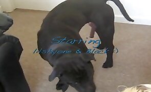 girl fucks animal, animal fucking