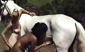 horse sex, coks and dicks