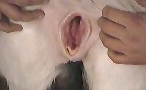 Animals Pussy Porn - Bestiality videos showing animal pussy