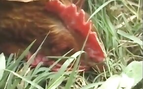 bestiality porn, chicken
