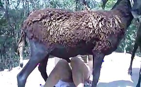 zoophilic, farm porn
