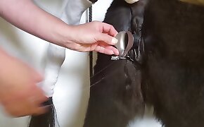 bestiality porn, animal porn
