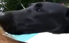 kutyapornó,állatkerti fasz pornó