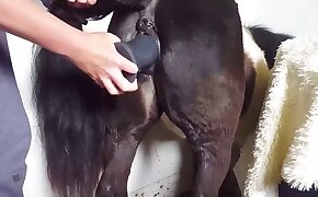 okounět,bestiální videa