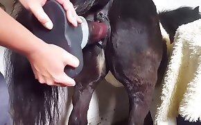 gape,beistialitet videoer