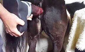 restare a bocca aperta,video di bestialità