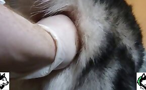 피스팅,야수 동영상