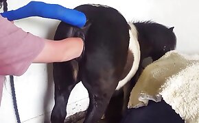 fisting,video di bestialità