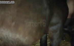 barn,beastiality videos