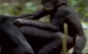 beastiality videos,zoo fuck porn