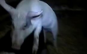 pig,beastiality videos