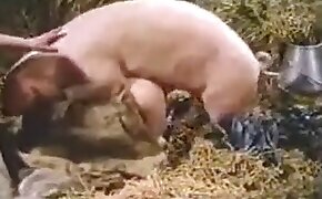 bestiality porn