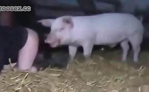 猪,女孩他妈的动物