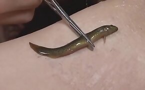 zvířecí porno,bestiální porno