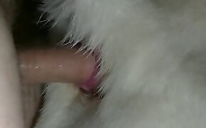 porno per cani,zoo cazzo porno