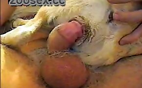 hundporr,djuriska videor