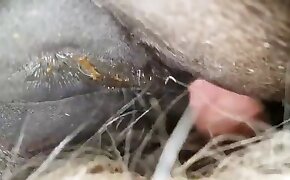 马性,动物园 他妈的 色情