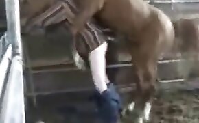 horny,horse sex