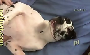 blowjob,dog porn