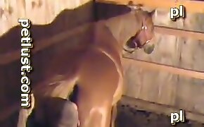 mare,beastiality videos