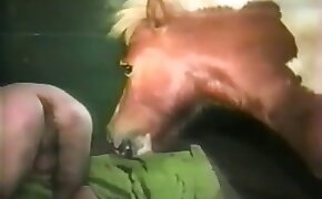 兽性视频,动物色情