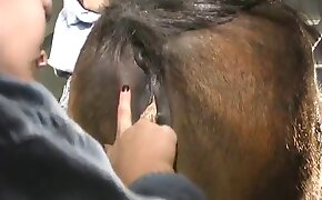 ポニー,レズビアン