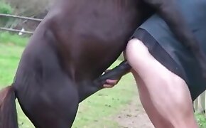 sex se zvířetem,zvířecí porno