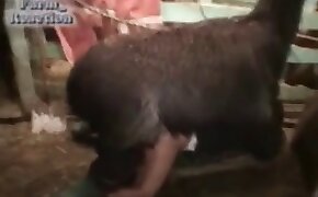 zoo porn videos,bestiality porn