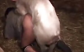 pig,girls fuck animals