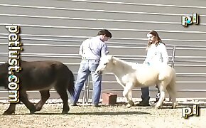 animal porn,zoo porn videos