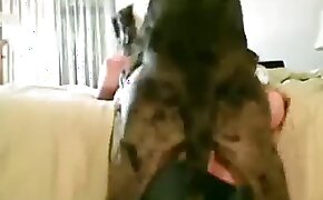 woman and animal