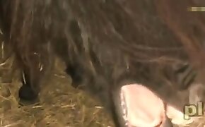 zoo porn videos,bestiality porn