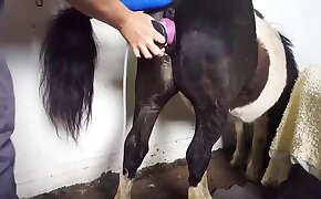 수간 포르노,무료 동물원 포르노