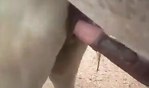 free zoo porn, porn with animals