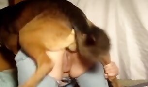 beastiality porn, animal fucks girl