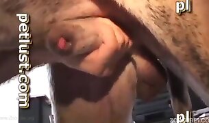 zoophilia fuck porn