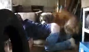 γκέι κτηνωδία