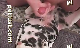 สุนัข สัตว์ เพศ, หนังโป๊เย็ดสัตว์