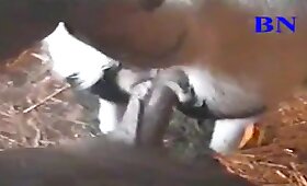 videoer med dyr, bestialitet sex