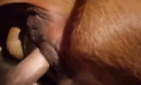 فيديو مع zoofilia, فيديو سخيف حديقة الحيوان