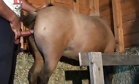 pornô de foda de cavalo, sexo animal duro